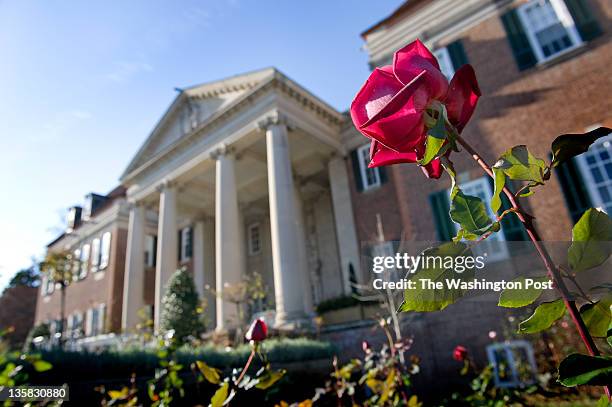 Rose, still in bloom in December in the all-organic gardens in the residential portion of The British Embassy in Washington, DC on on December 9,...