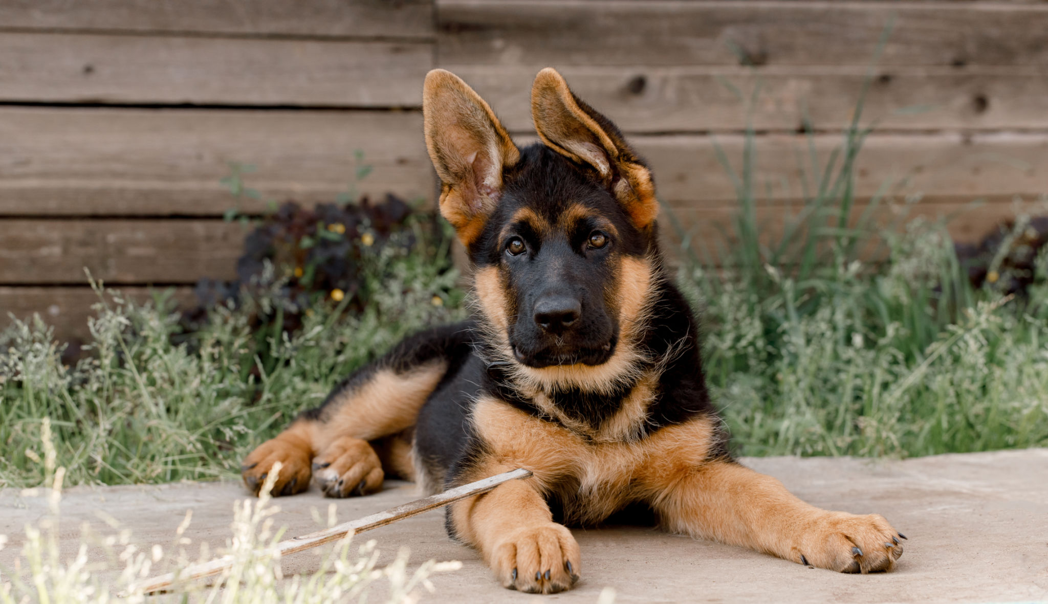 healthy german shepherd puppy