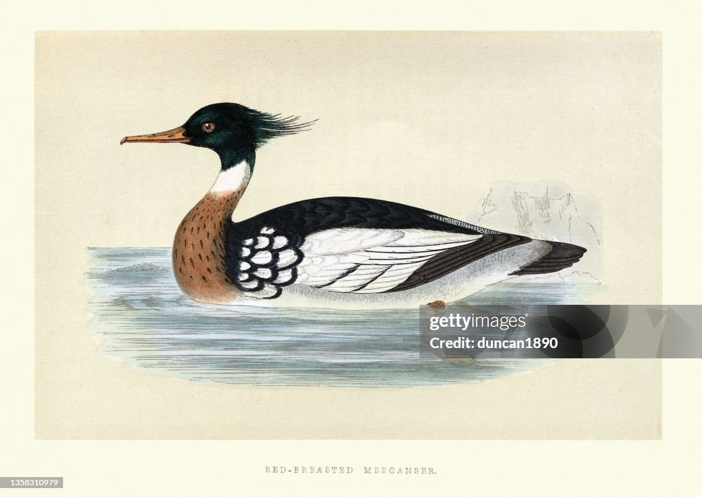 Red-breasted merganser, Mergus serrator, diving duck, Birds, Wildlife Art print
