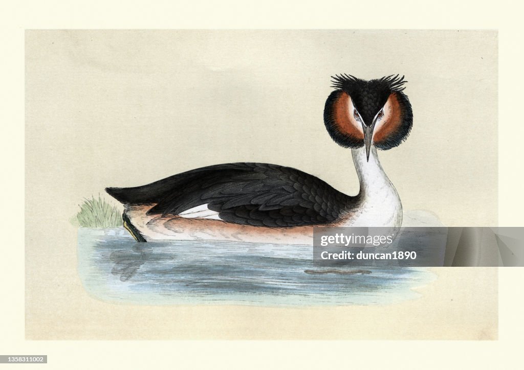 Great crested grebe, Podiceps cristatus, Water Birds, Wildlife Art print