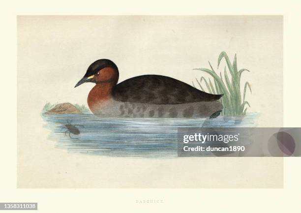 dabchick or little grebe, tachybaptus ruficollis, water birds, wildlife art print - little grebe stock illustrations