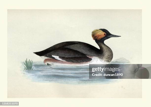 schwarzhalstaucher oder ohrentaucher, podiceps nigricollis, wasservögel, wildlife art print - lithographie stock-grafiken, -clipart, -cartoons und -symbole