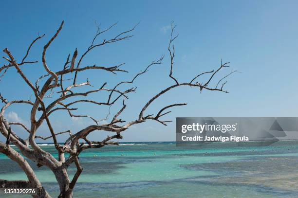 ocean tropical beauty, costa maya, mexico. - costa maya mexico stock pictures, royalty-free photos & images
