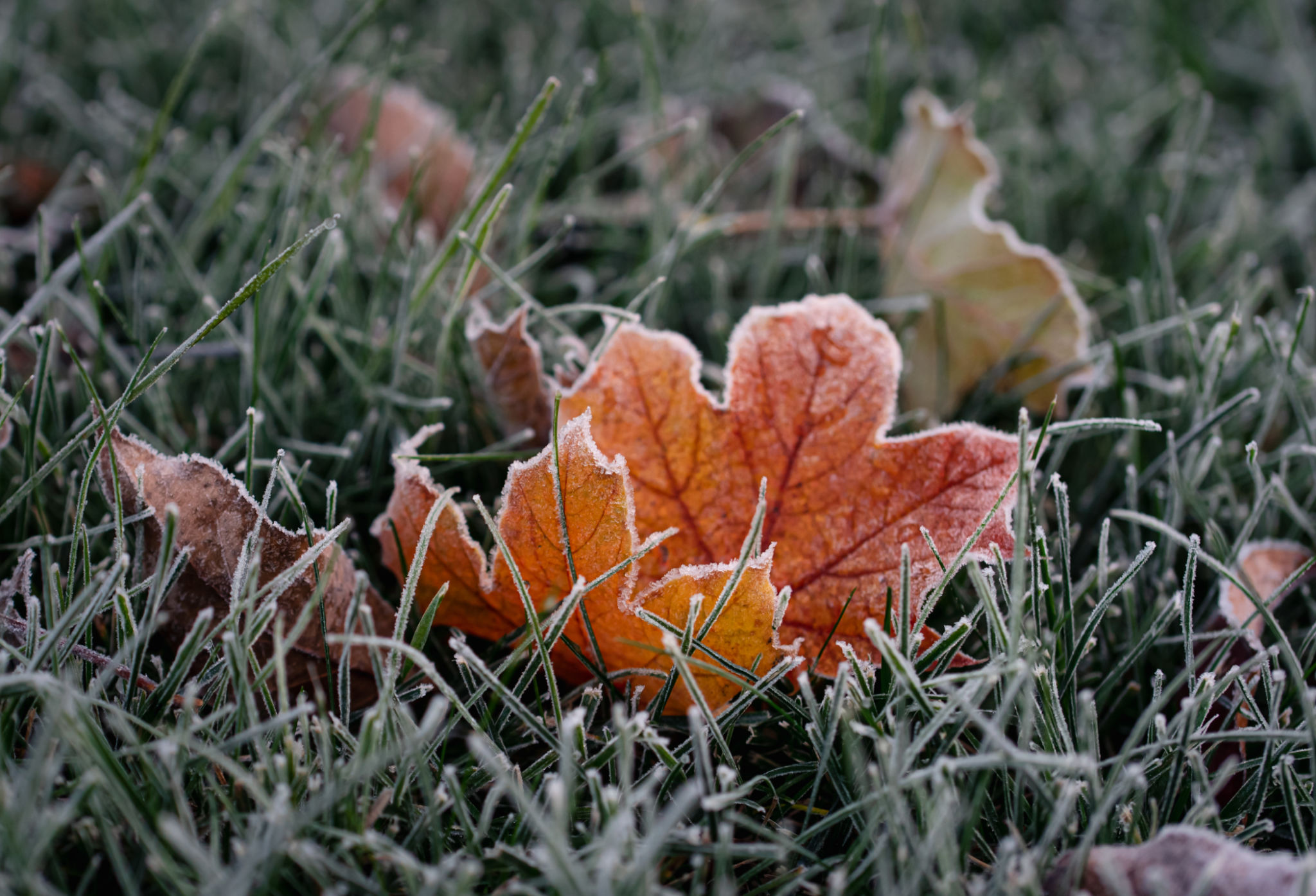 Close up of colorful autumn leaves covered in frost on the grass. Close up of colorful autumn leaves covered in frost on the grass.