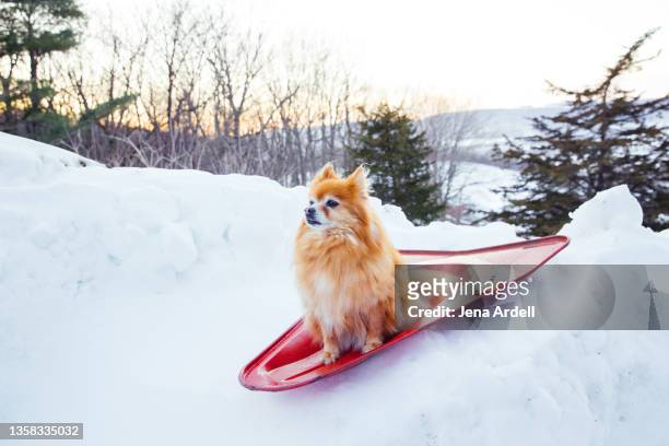 dog in snow, pomeranian dog winter - funny snow stock-fotos und bilder