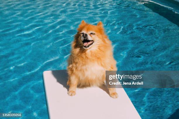 happy dog summer, pomeranian dog pool - dog stock photos et images de collection