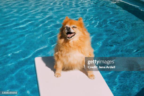 happy dog summer, pomeranian dog pool - hijgen stockfoto's en -beelden