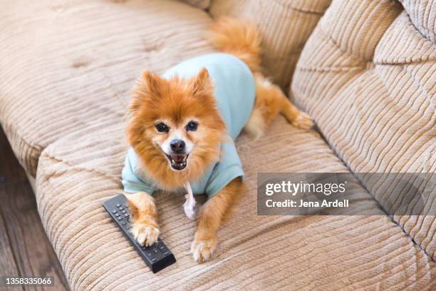 couch potato, lazy dog on couch binge watching - pomeranio fotografías e imágenes de stock