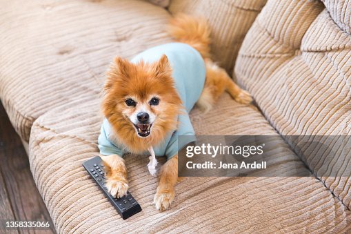 Couch Potato, Lazy Dog on Couch Binge Watching Couch Potato, Lazy Dog on Couch Binge Watching