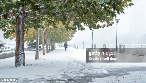 man walking on snowy road - sycamore tree ストックフォトと画像