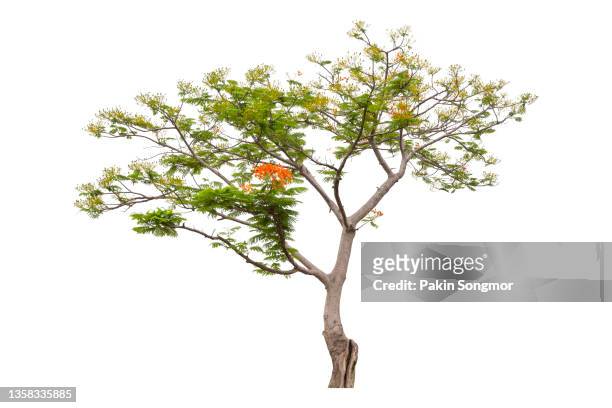 big tree (malabar tree) blooming isolated on white background, clipping path - big flower background stockfoto's en -beelden