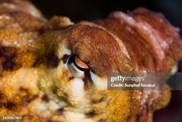 close up of the eye of giant pacific octopus in similan islands, thailand - pacific ocean stock pictures, royalty-free photos & images