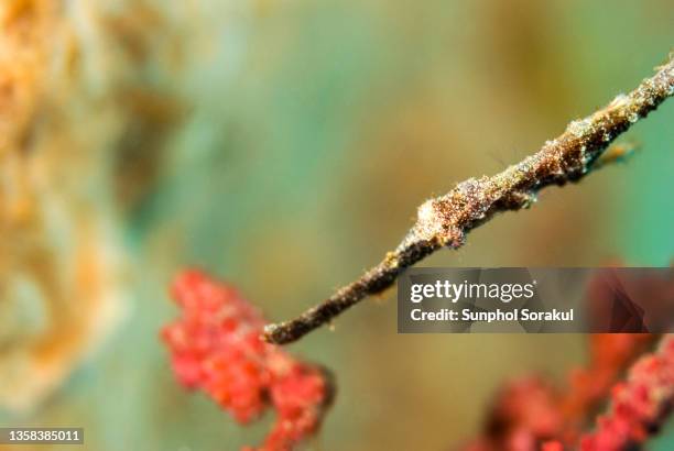 robust ghost pipefish (solenostomus cyanopterus)  in tulamben, bali indonesia - robust ghost pipefish stock pictures, royalty-free photos & images
