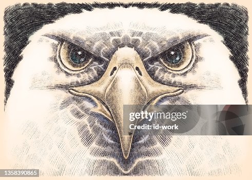 Eagle head Eagle head