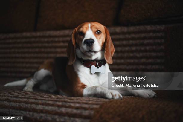 a beagle dog with a red collar lies on a large sofa. - beagle stockfoto's en -beelden