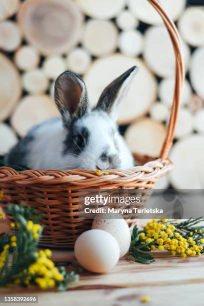 gray and white rabbit in a basket on a wooden background. - easter eggs basket stock-fotos und bilder