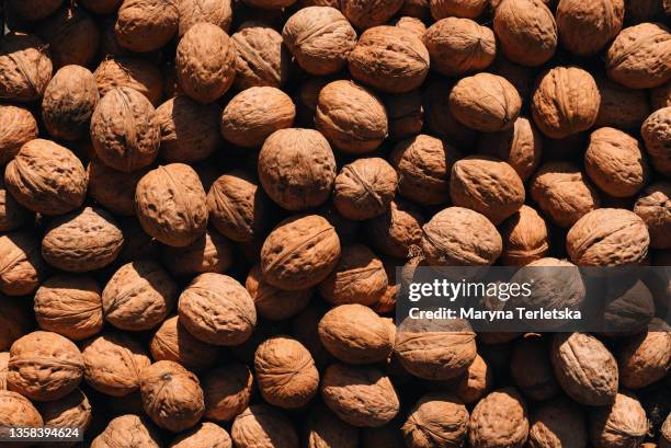autumn harvest of ripe walnuts in shell. - iodine stock pictures, royalty-free photos & images