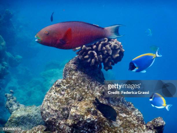 regal parrotfish (scarus dubius) and powder blue surgeonfish or blue tang fish (acanthurus leucosternon) in maldivian lagoon - powder blue tang ストックフォトと画像