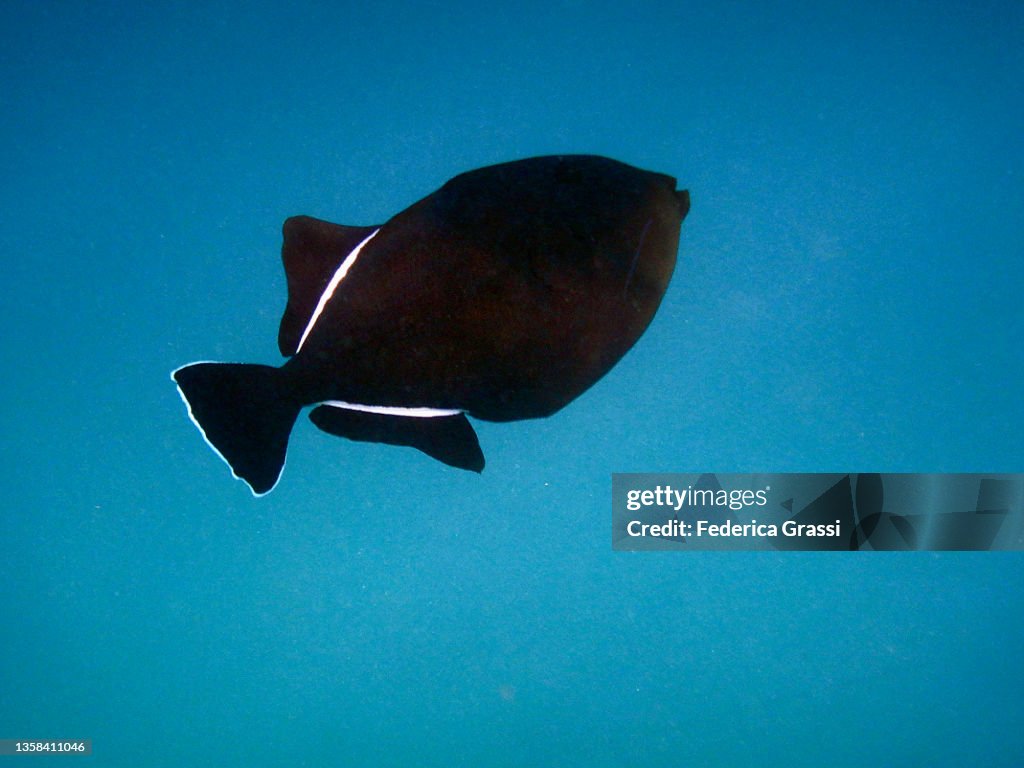 Black Triggerfish or Black Durgon (Melichthys niger)