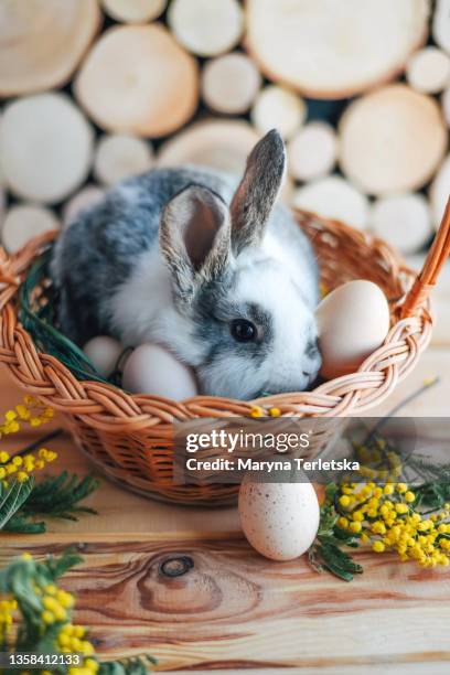 gray and white rabbit in a basket on a wooden background. - easter eggs basket stock-fotos und bilder