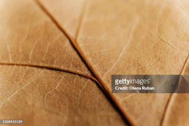 brown dry leaf macro texture. - leaf macro stock pictures, royalty-free photos & images