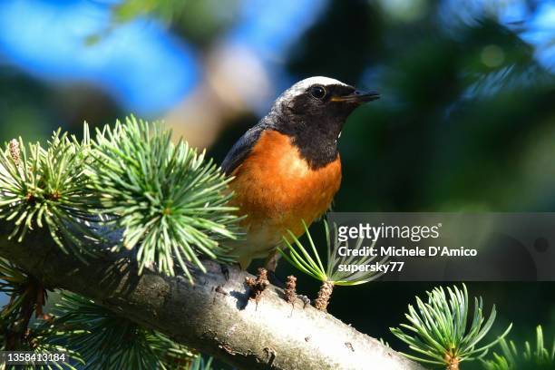 male common redstart (phoenicurus phoenicurus) - redstart stock pictures, royalty-free photos & images