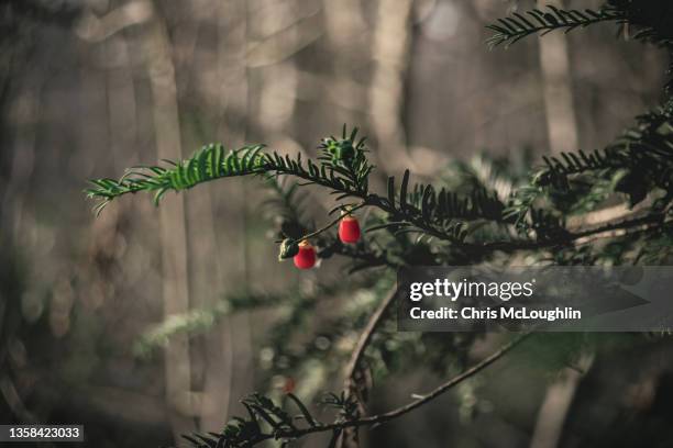 morning in autumn - tejo fotografías e imágenes de stock