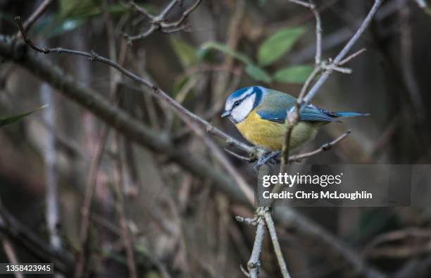 small garden bird - blue-tit - bluetit - fotografias e filmes do acervo