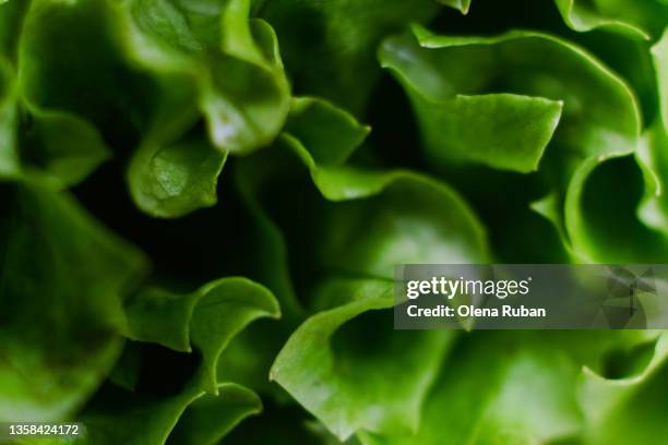 fresh green lettuce salad leaves. - green salad foto e immagini stock