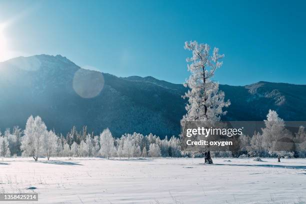 snow сovered larch tкees forest, winter season, sunny day. siberia, altai, russia. tentative travel - pinhal imagens e fotografias de stock