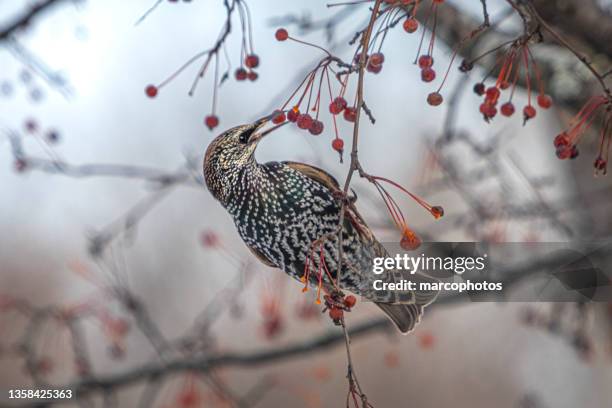 étourneau sansonnet, (sturnus vulgaris), common starling, estornino pinto. - swallow bird 個照片及圖片檔