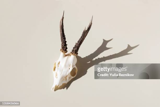 antlers of deer on the beige background - deer skull bildbanksfoton och bilder