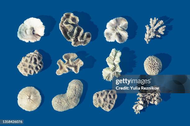 various of fossilized coral- cnidarian on the blue background - dierenbescherming stockfoto's en -beelden