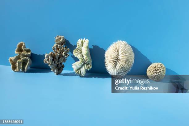 various of fossilized coral- cnidarian on the blue background - sea shell stock-fotos und bilder