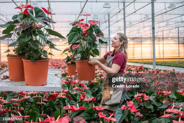 ouvrière agricole experte dans une serre d’usine de flamants roses en hollande - dutch culture stock photos et images de collection