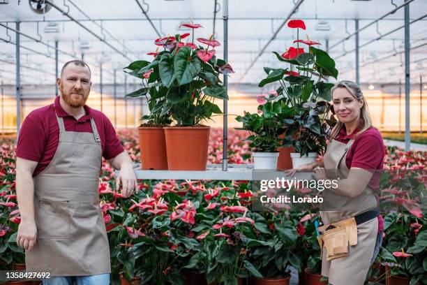 two farm workers in a flamingo plant greenhouse in holland - anthurium stock pictures, royalty-free photos & images