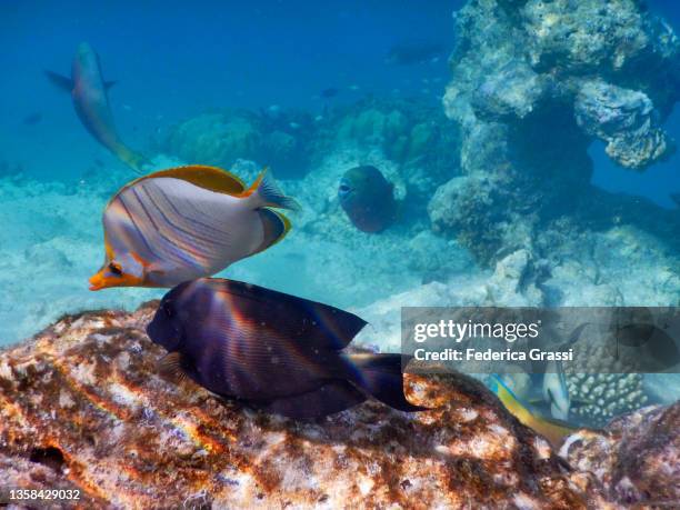 black surgeonfish (acanthuridae family) and chaetodon xanthocephalus (yellowhead butterflyfish) - xanthocephalus stock pictures, royalty-free photos & images