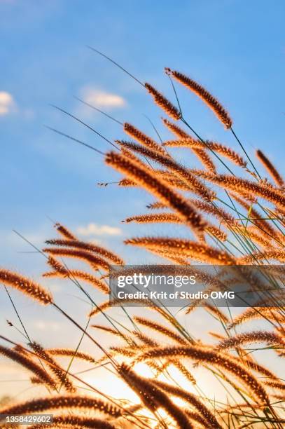 a beautiful scene of fountain grass in the sunny backlit - fountain grass stock pictures, royalty-free photos & images