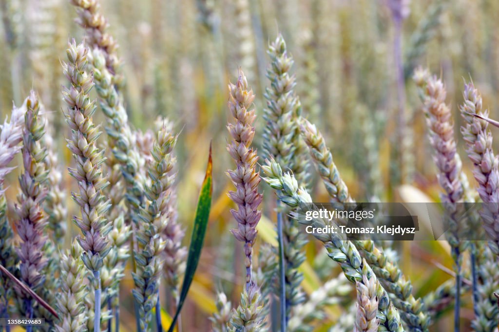 Fusarium-Ohrenfäule, Fusarium-Kopffäule, FHB oder Schorf, ist eine Pilzerkrankung von Getreide: Weizen, Gerste, Hafer, Roggen und Triticale. FEB wird durch eine Reihe von Fusariumpilzen verursacht, die den Getreideertrag verringern.