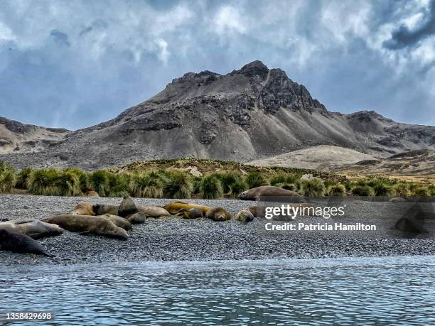 large elephant seal behind a mixed group of fur and elephant seals - antarctic fur seal stock pictures, royalty-free photos & images