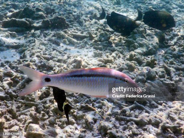 parupeneus barberinus (dash & dot goatfish) - parupeneus stock pictures, royalty-free photos & images