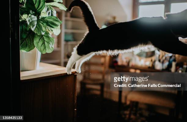 an agile young black domestic cat leaps off a high piece of furniture - cat jump stockfoto's en -beelden