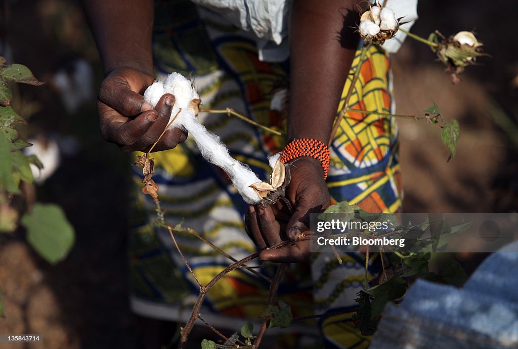 Victoria's Secret Revealed In Child Picking Organic Cotton In Burkina Faso