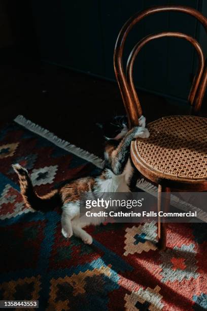 a young cat comically hangs off a wooden wicker chair - crouching cat stock-fotos und bilder