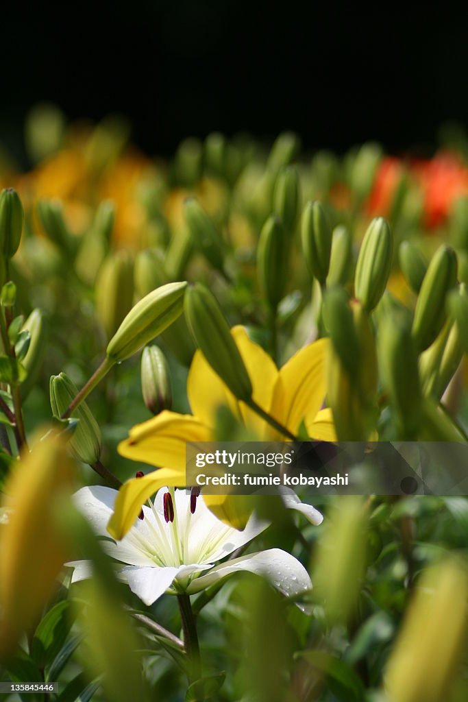 Focus on Lily flower in bud lily