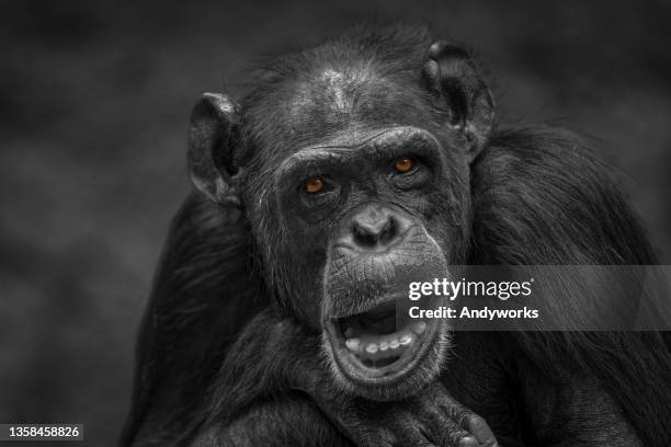 common chimpanzee - chimpanzee teeth stockfoto's en -beelden