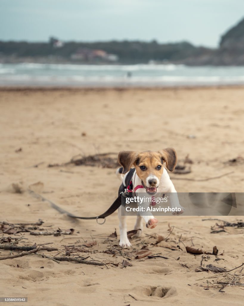 Beagle dog puppy run