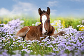 Cute bay foal rest in blue flowers