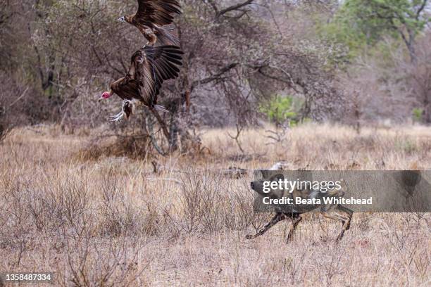 african wild dog (lycaon pictus) - african wild dog stock pictures, royalty-free photos & images