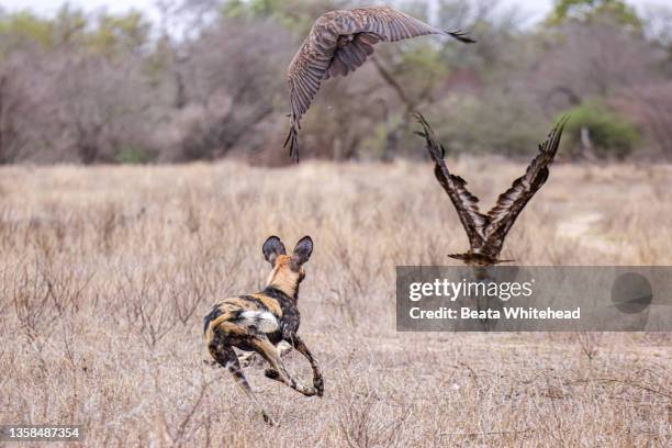 african wild dog (lycaon pictus) - african wild dog stock pictures, royalty-free photos & images